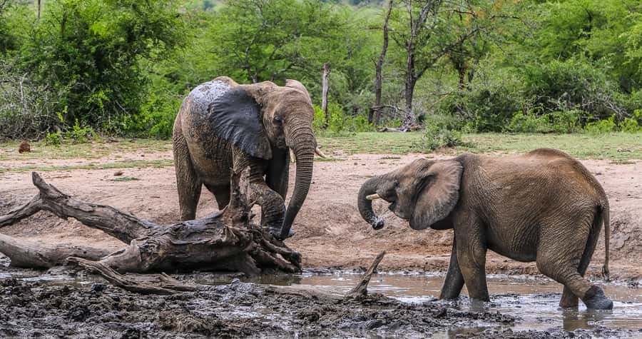Hluhluwe-Imfolozi: Big 5 Full or Half-Day Safari - Rain, children, and practical comfort