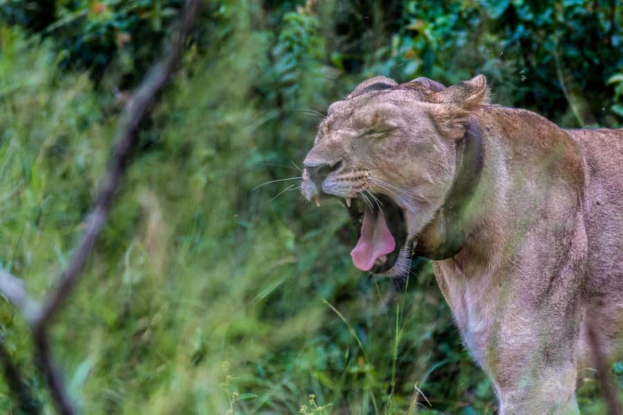 Hluhluwe-Imfolozi: Big 5 Full or Half-Day Safari - Who should choose the full-day safari?