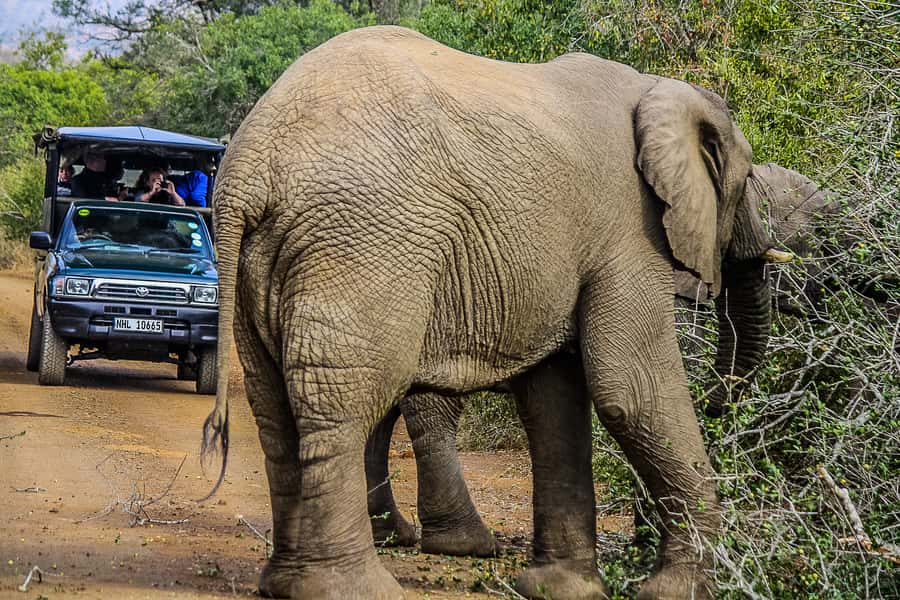 Hluhluwe-Imfolozi: Big 5 Full or Half-Day Safari - Should you book this safari?