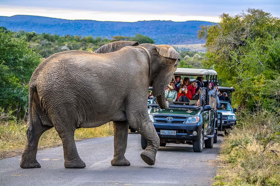 Hluhluwe-Imfolozi: Big 5 Full or Half-Day Safari - The 5:00 AM departure from St Lucia
