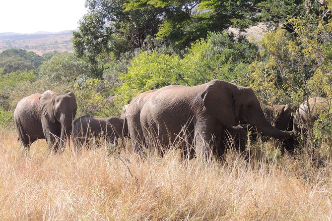 Hluhluwe/iMfolozi Game Reserve Full Day Game Drive - Nyalazi Gate and the first game drive