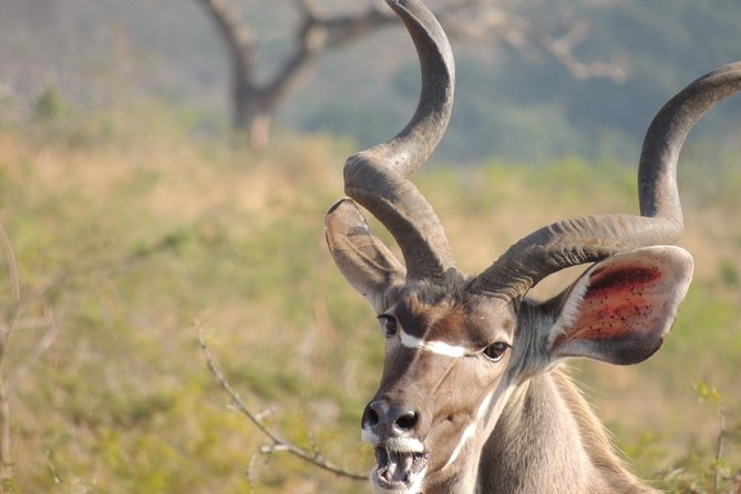 Hluhluwe/iMfolozi Game Reserve Full Day Game Drive - Breakfast at 8:00 AM keeps the morning practical