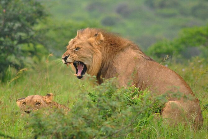 Hluhluwe-Imfolozi Park Full Day Big 5 Safari Tour - A full day rather than a quick wildlife sampler