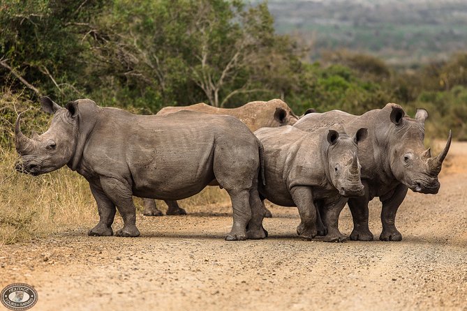 Hluhluwe-Imfolozi Park Full Day Big 5 Safari Tour - What the guide adds to the experience