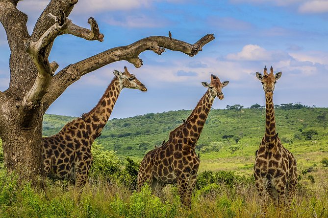 Hluhluwe-Imfolozi Park Full Day Big 5 Safari Tour - Is $96.05 good value?