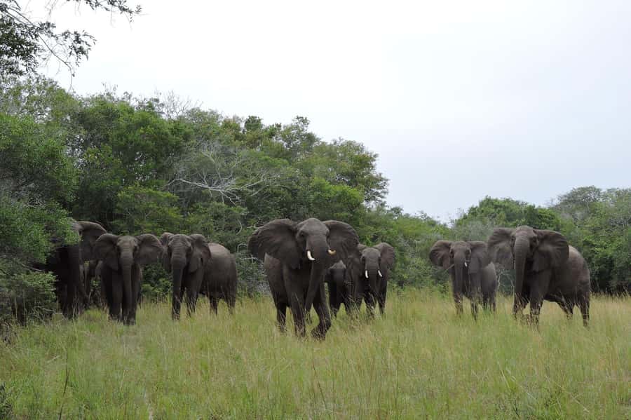 Hluhluwe-iMfolozi Park - Open Safari Vehicle Game Drives - Why Hluhluwe-iMfolozi is worth your safari time