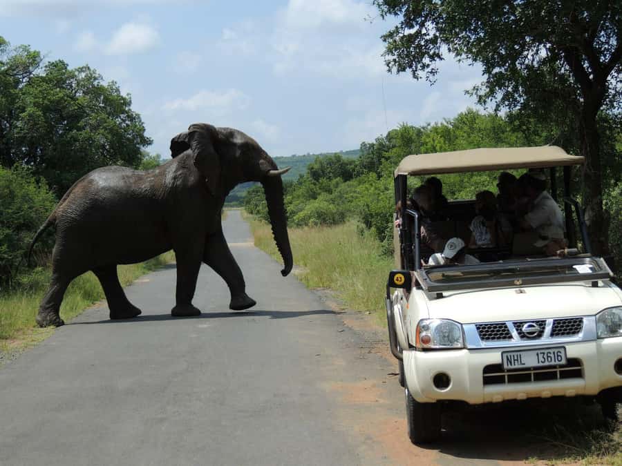 Hluhluwe-iMfolozi Park - Open Safari Vehicle Game Drives - Picking the right section and starting point