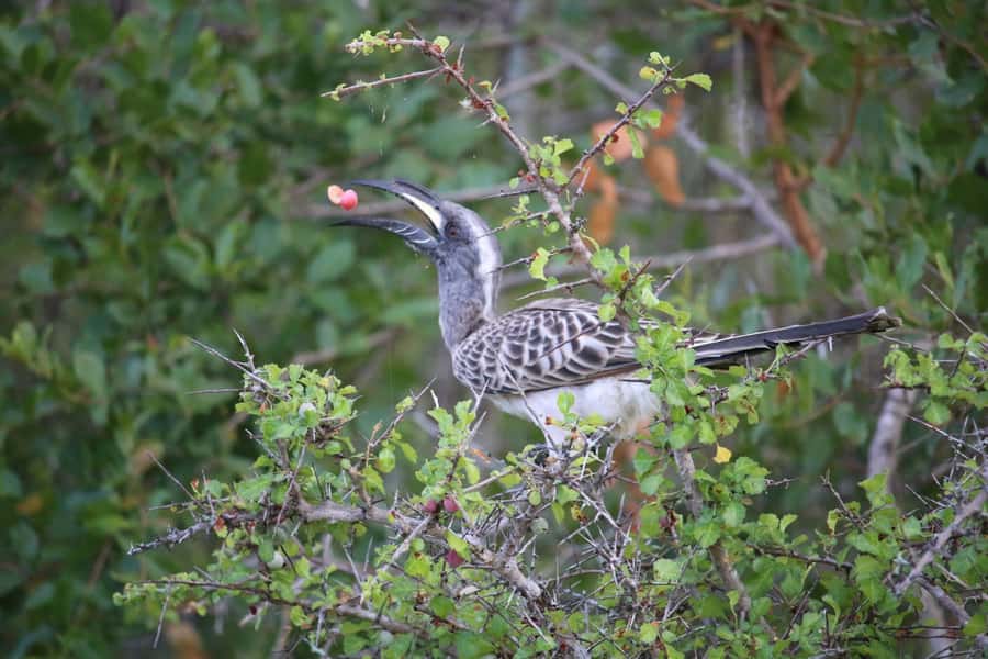 Hluhluwe-iMfolozi Park - Open Safari Vehicle Game Drives - Looking beyond the Big 5