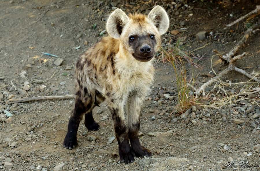 Hluhluwe-iMfolozi Park - Open Safari Vehicle Game Drives - Picnic stops, hides, and lookout points