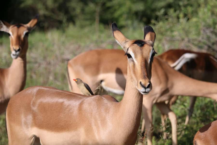 Hluhluwe-iMfolozi Park - Open Safari Vehicle Game Drives - Is the $191 price good value?