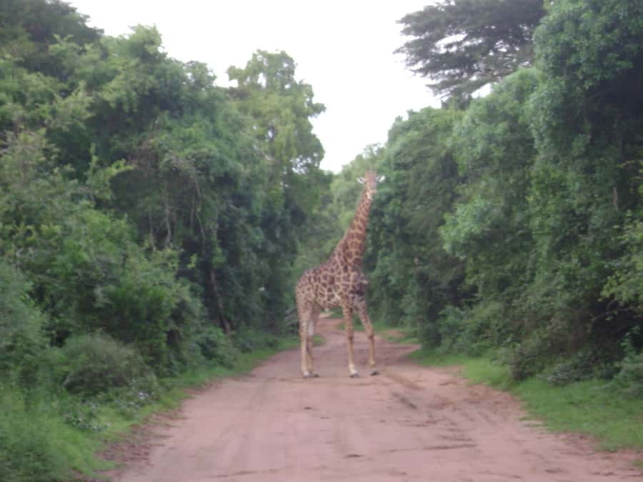 Hluhluwe-iMfolozi Park - Open Safari Vehicle Game Drives - Practical details before you book