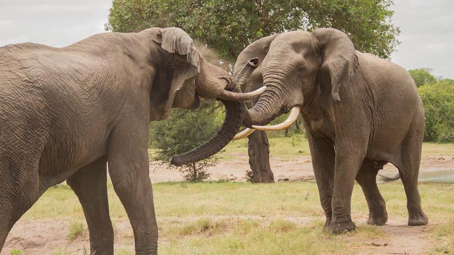 Hluhluwe-iMfolozi Park - Open Safari Vehicle Game Drives - Who will enjoy this safari most?