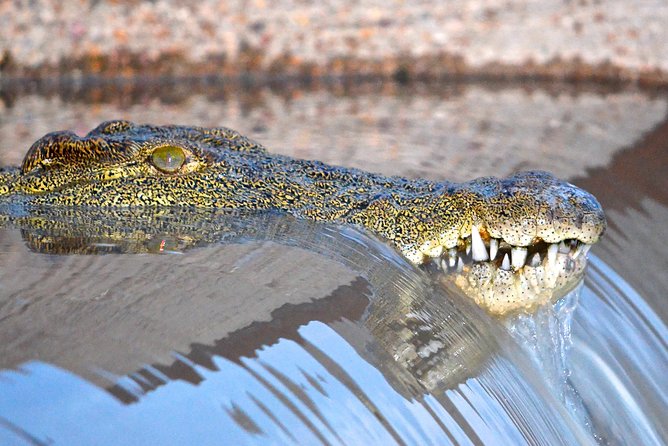 Hluhluwe Imfolozi Safari & St Lucia Boat Safari Day Tour from Durban - Two KwaZulu-Natal wildlife experiences in one long day
