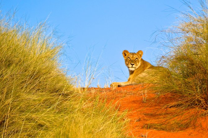 Hluhluwe Imfolozi Safari & St Lucia Boat Safari Day Tour from Durban - What the strongest guide service adds