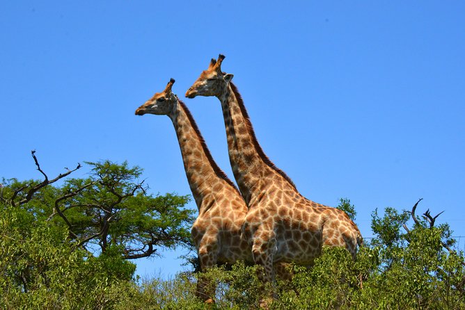 Hluhluwe Imfolozi Safari & St Lucia Boat Safari Day Tour from Durban - Who should book this Durban safari
