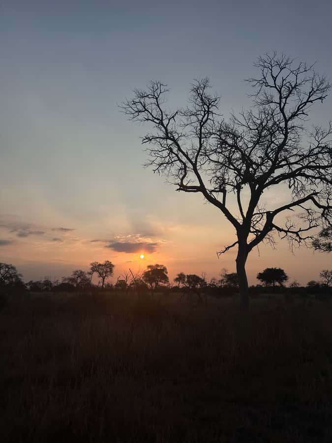 Hoedspruit: Dinner in the Bush & Safari Game Drive - Key points to know before you book