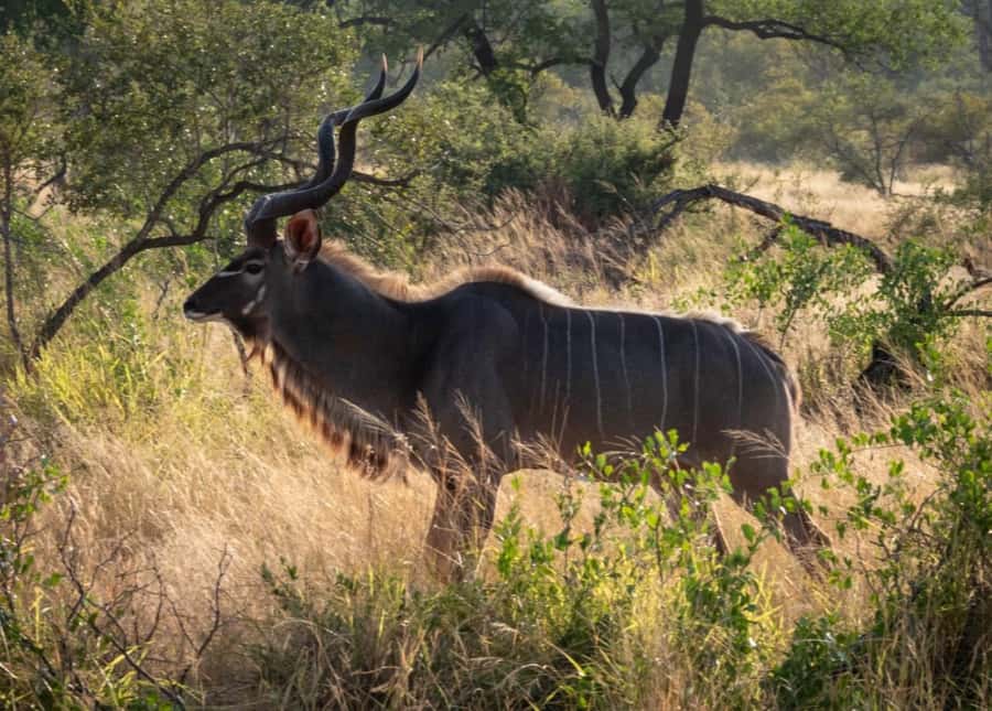 Hoedspruit: Dinner in the Bush & Safari Game Drive - Practical details that matter