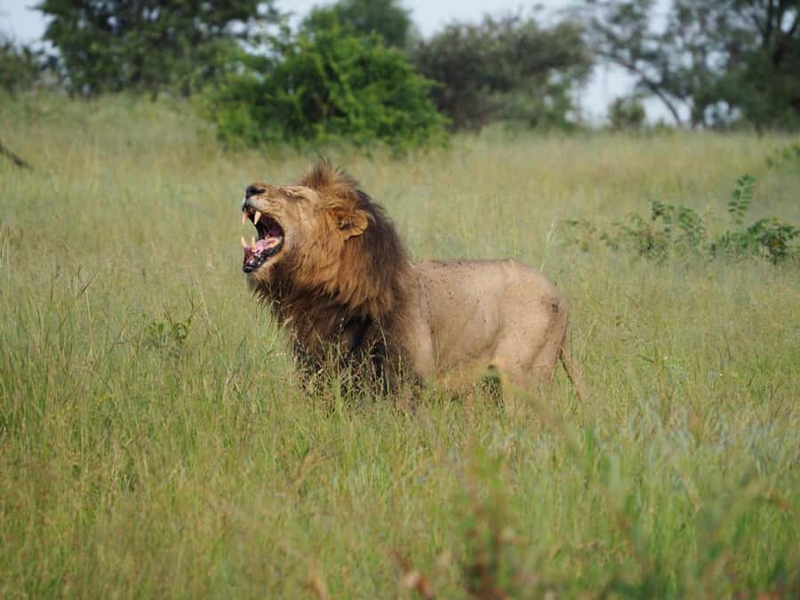 Hoedspruit: Dinner in the Bush & Safari Game Drive - Who should book this evening?