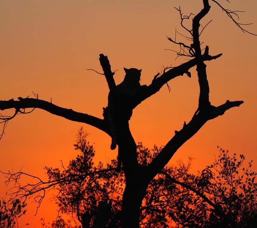 Hoedspruit: Evening Safari In Greater Kruger Private Reserve - My verdict: a smart short safari with a strong sunset finish