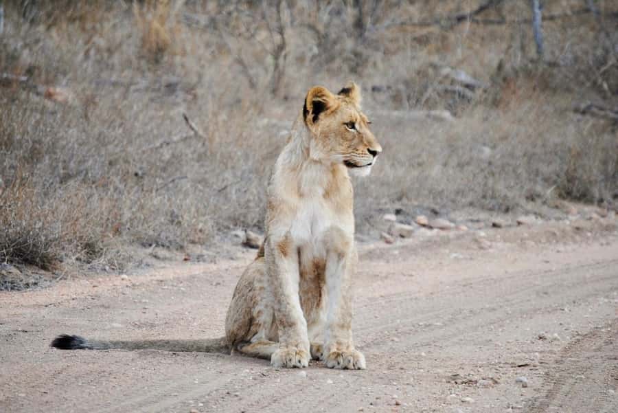 Hoedspruit: Evening Safari In Greater Kruger Private Reserve - Why an evening drive near Hoedspruit works so well
