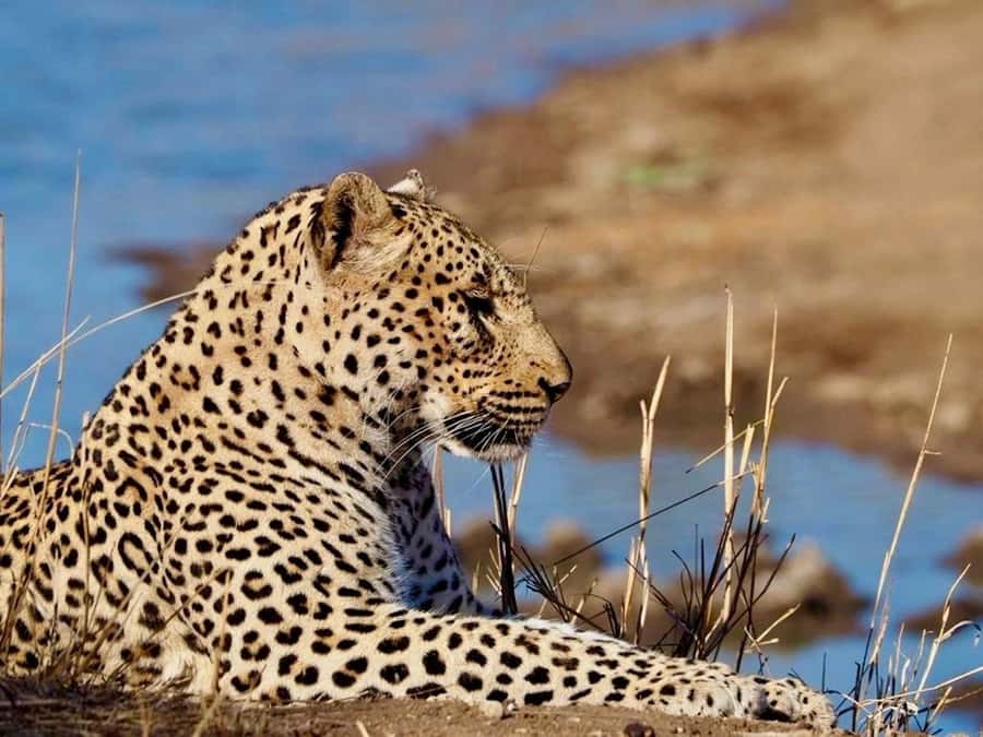 Hoedspruit: Evening Safari In Greater Kruger Private Reserve - The game drive: tracking wildlife rather than chasing a checklist
