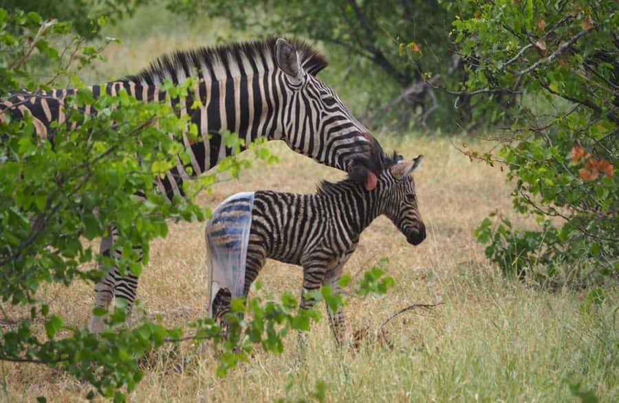 Hoedspruit: Evening Safari In Greater Kruger Private Reserve - Sundowners with a view of the bush