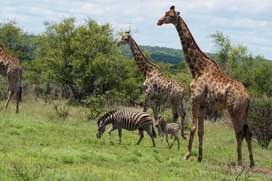Hoedspruit: Evening Safari In Greater Kruger Private Reserve - Is $89 a fair price?