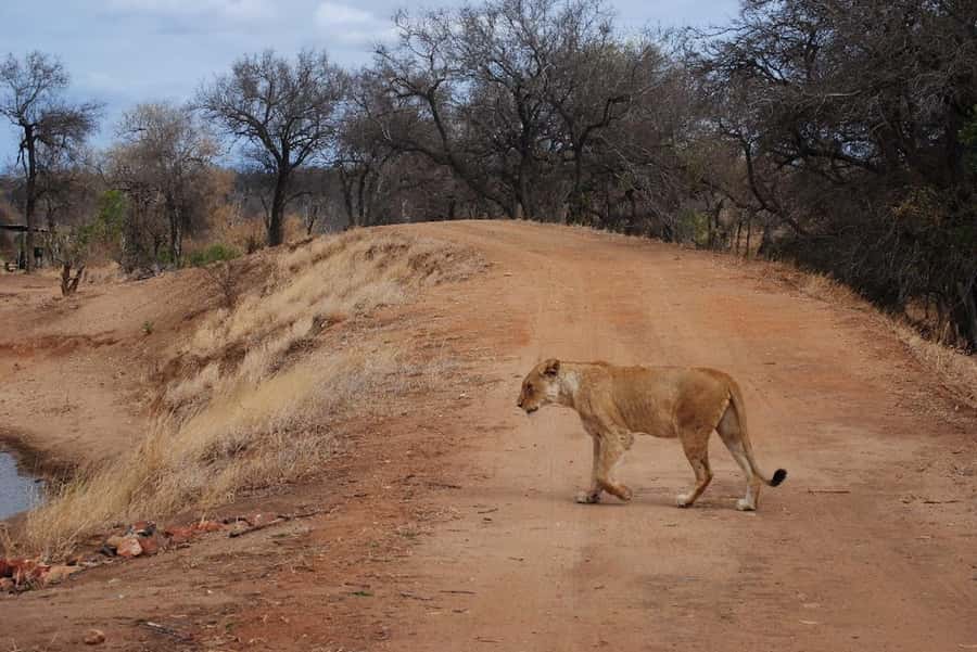 Hoedspruit: Evening Safari In Greater Kruger Private Reserve - Who should choose this Hoedspruit safari?