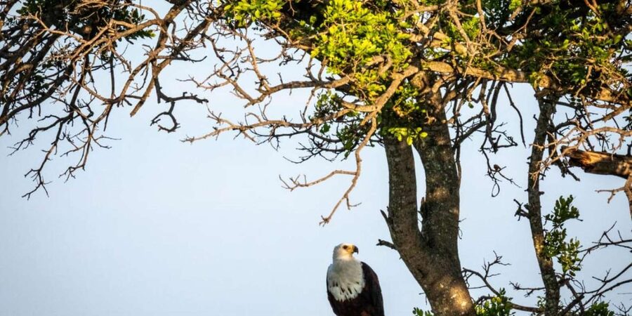 Hoedspruit: Evening Safari In Greater Kruger Private Reserve - Practical details to know before you book