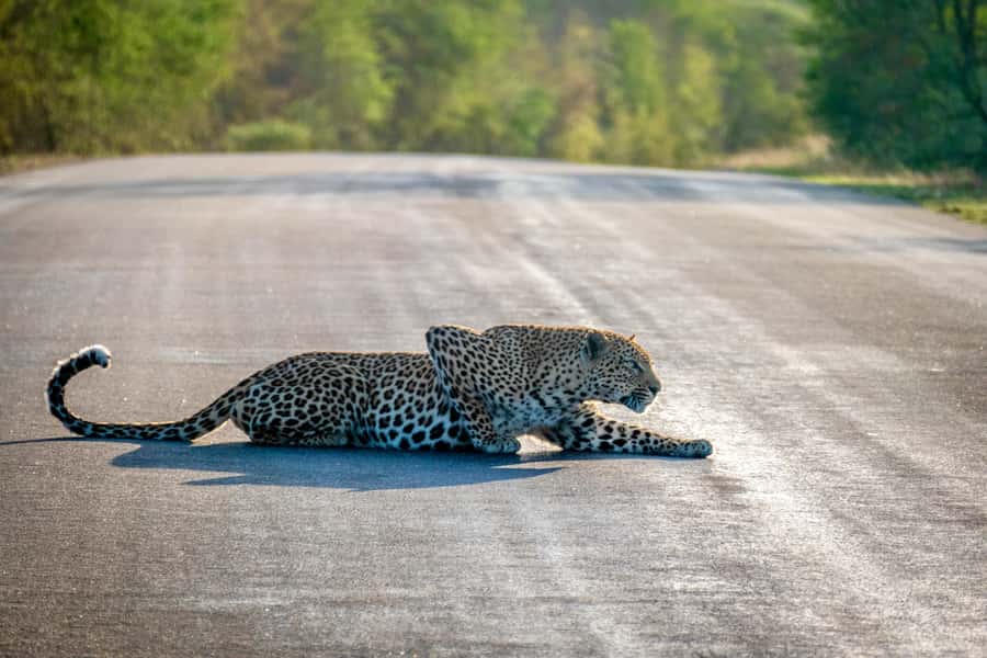 Hoedspruit: Full Day in ICONIC Kruger National Park - Why a full day in Kruger is worth your time