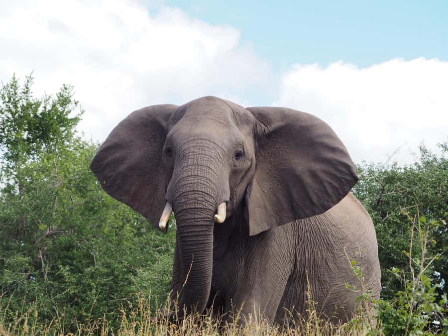 Hoedspruit: HALF Day in the Iconic Kruger National Park! - Key points to know before you book