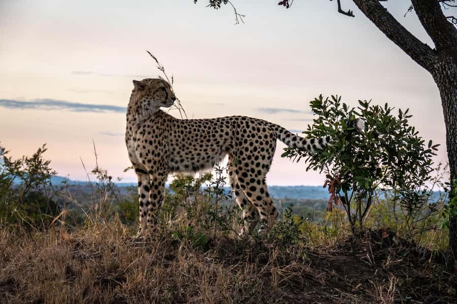 Hoedspruit: HALF Day in the Iconic Kruger National Park! - Morning coffee before the animal search