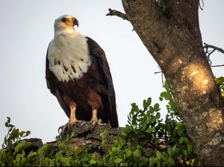 Hoedspruit: HALF Day in the Iconic Kruger National Park! - How much time will you really have?