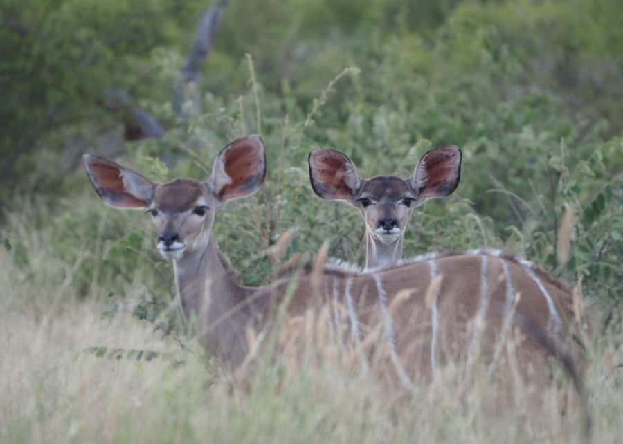 Hoedspruit: HALF Day in the Iconic Kruger National Park! - What to bring for comfort and better photographs