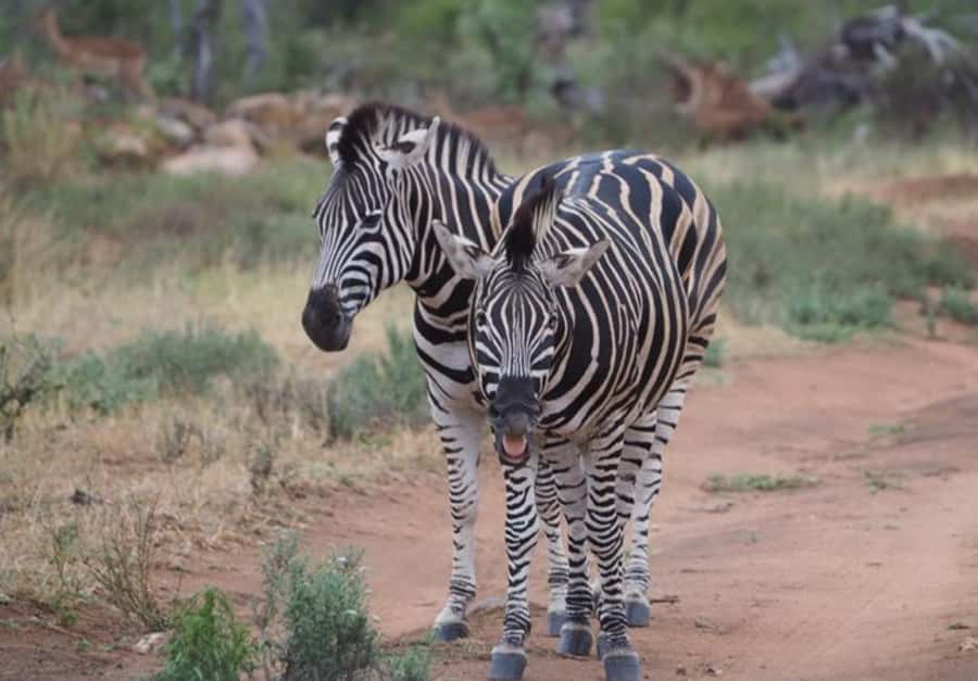 Hoedspruit: HALF Day in the Iconic Kruger National Park! - Is $96 good value?