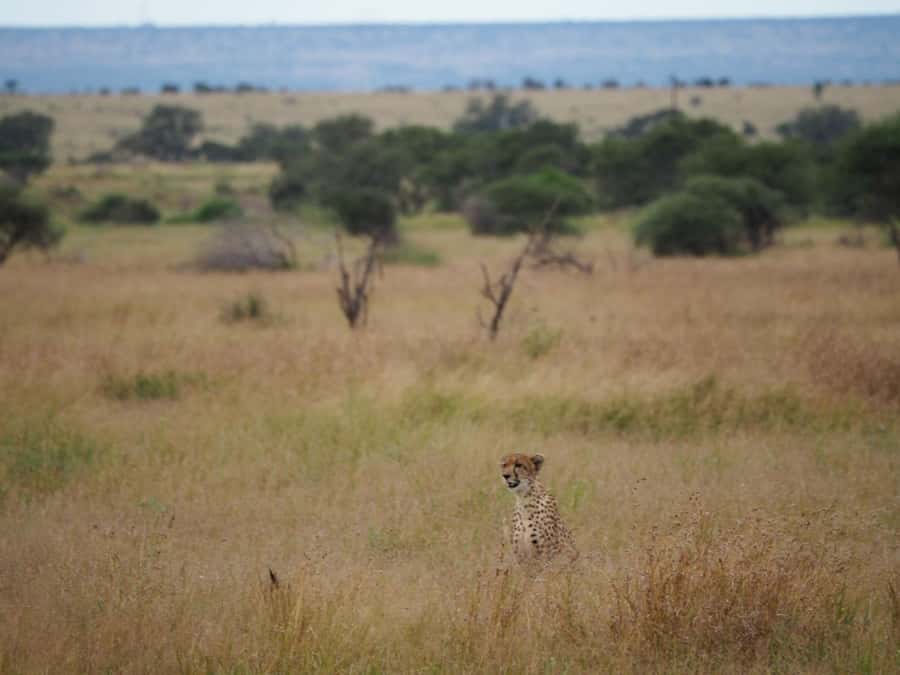 Hoedspruit: HALF Day in the Iconic Kruger National Park! - From Hoedspruit to the park gate