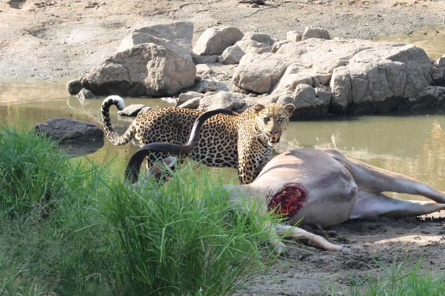 Hoedspruit: Private Kruger National Park Full-Day Safari - Key points to know before booking