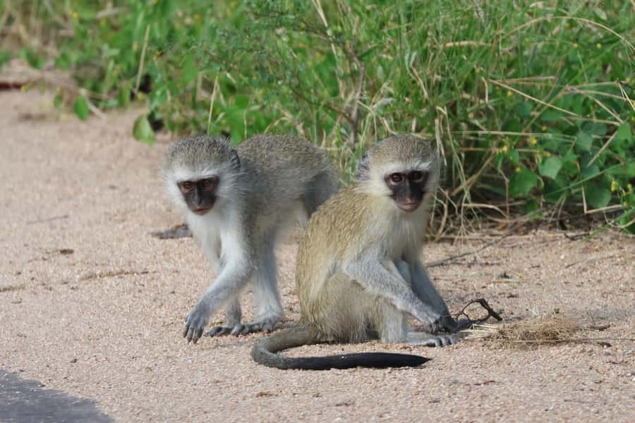 Hoedspruit: Private Kruger National Park Full-Day Safari - Guides who add meaning to the sightings