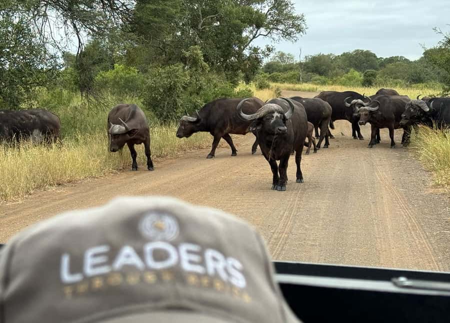 Hoedspruit: Private Kruger National Park Full-Day Safari - What the park stops are really like