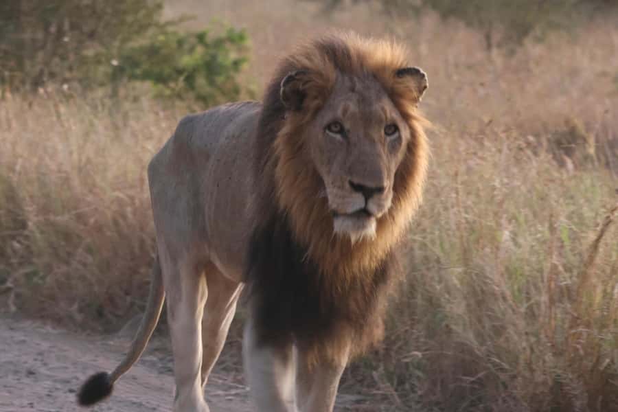 Hoedspruit: Private Kruger National Park Full-Day Safari - Price, inclusions, and the real value