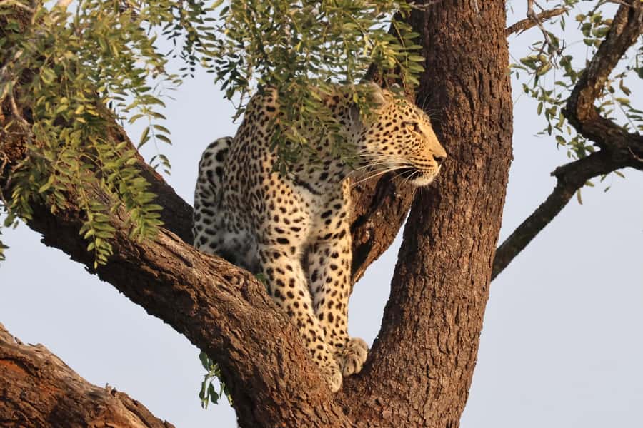 Hoedspruit: Private Kruger National Park Full-Day Safari - Packing for an open vehicle in changing weather