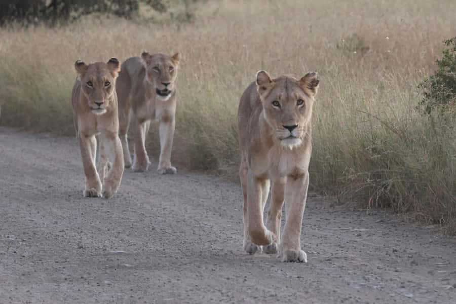 Hoedspruit: Private Kruger National Park Full-Day Safari - Leaving Hoedspruit before the park opens up