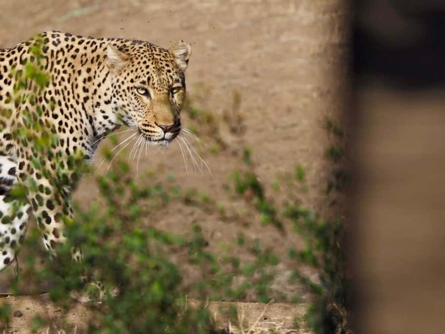 Hoedspruit: Sunrise Safari in Greater Kruger Private Reserve - Key points to know before you book