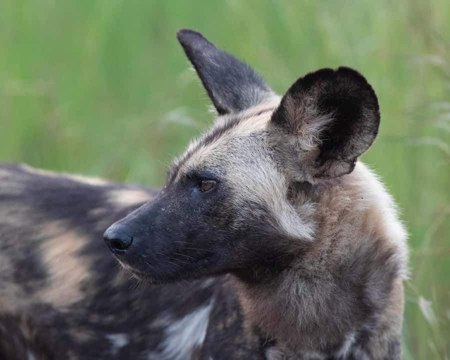 Hoedspruit: Sunrise Safari in Greater Kruger Private Reserve - Big sightings, from leopard to rhino