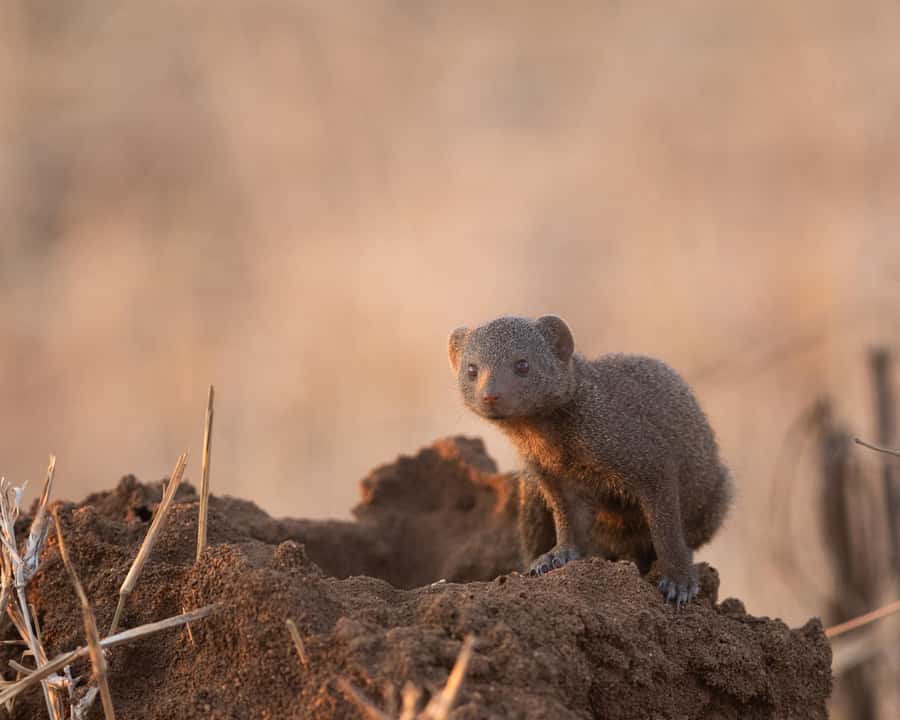 Hoedspruit: Sunrise Safari in Greater Kruger Private Reserve - Coffee, tea, rusks, and the rising sun