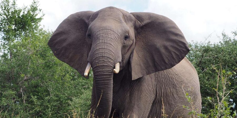 Hoedspruit: Sunrise Safari in Greater Kruger Private Reserve - Who will enjoy this morning most?