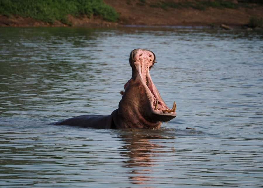 Hoedspruit: Sunrise Safari in Greater Kruger Private Reserve - The open vehicle and the small-group advantage