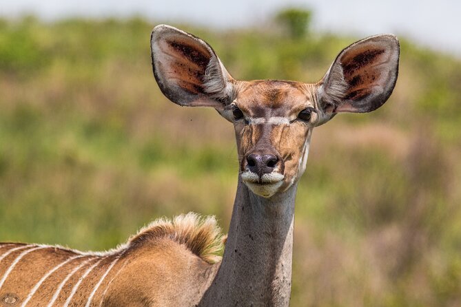 iSimangaliso Sunset Game Drive - Who should book this sunset drive?