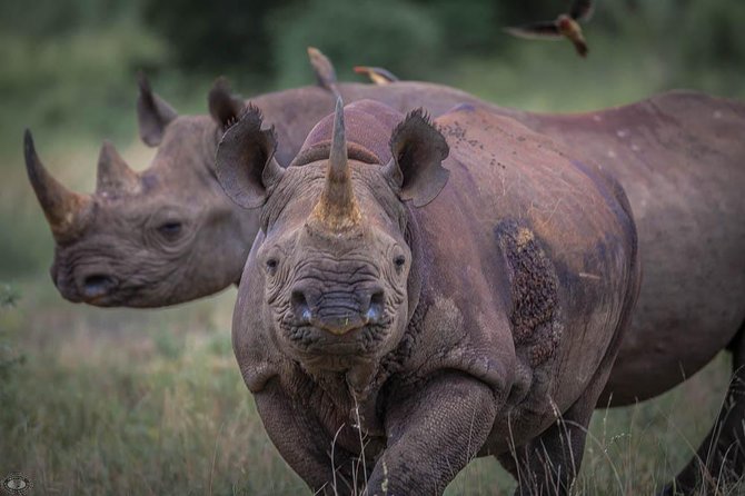 iSimangaliso Wetland Park, Full Day Tour - Loop roads and hides give the morning structure