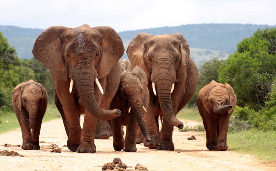 Johannesburg: 3-Day Panorama Tour with Kruger Park Safari - Berlin Falls and Bourke’s Luck Potholes